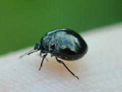Coptosoma scutellatum