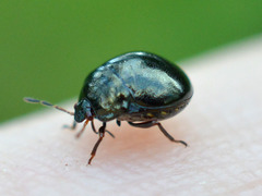 Coptosoma scutellatum