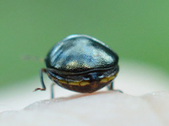 Coptosoma scutellatum