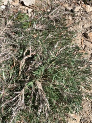 Cardionema ramosissimum