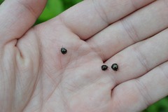 Coptosoma scutellatum