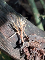 Pterula subulata