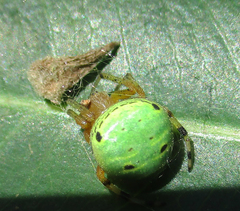 Araneus apricus