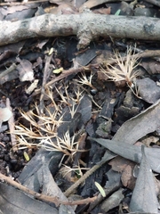 Pterula subulata