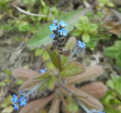 Myosotis