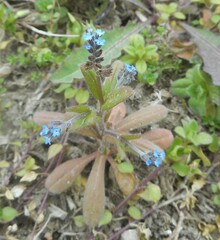 Myosotis