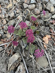 Lomatium columbianum