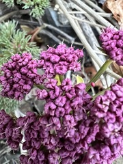 Lomatium columbianum