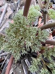 Lomatium columbianum