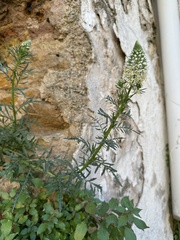Reseda alba