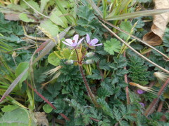Erodium cicutarium