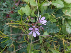 Erodium cicutarium