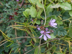 Erodium cicutarium