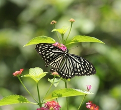 Papilio clytia clytia