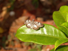 Chiomara asychis autander