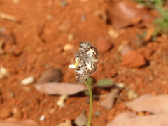 Chiomara asychis autander