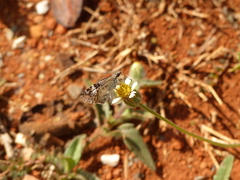 Chiomara asychis autander