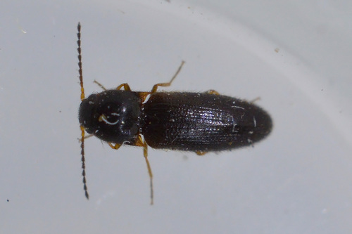 Adrastus montanus
