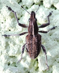 Charagmus gressorius