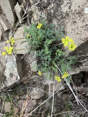 Lomatium papilioniferum