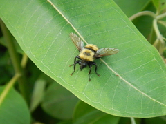 Laphria thoracica