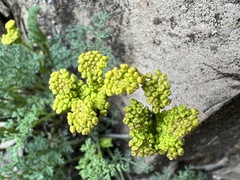 Lomatium papilioniferum