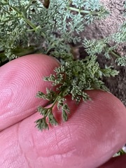 Lomatium papilioniferum