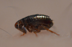 Siphonaptera