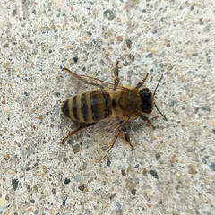 Apis mellifera