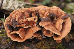 Metuloidea murashkinskyi