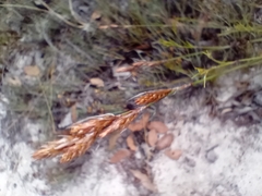 Thamnochortus fruticosus