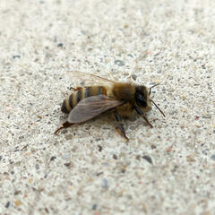Apis mellifera
