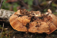 Metuloidea murashkinskyi