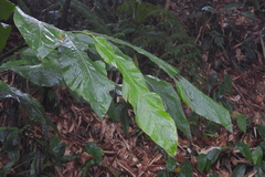 Alpinia uraiensis