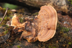 Metuloidea murashkinskyi