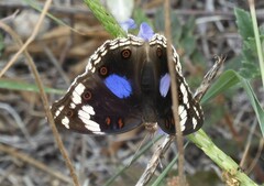 Junonia oenone