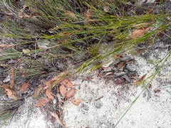 Thamnochortus fruticosus