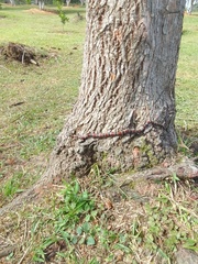 Pliocercus elapoides