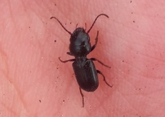 Dixus sphaerocephalus