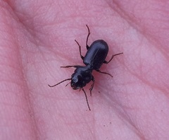 Dixus sphaerocephalus