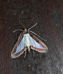 Diaphania hyalinata