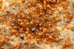 Solenopsis amblychila