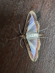 Diaphania hyalinata