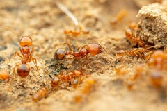 Solenopsis amblychila