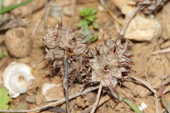 Trifolium spumosum