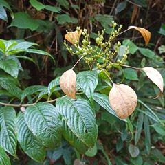 Clerodendrum trichotomum