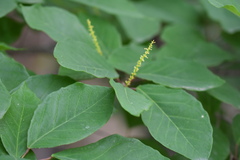 Neoshirakia japonica