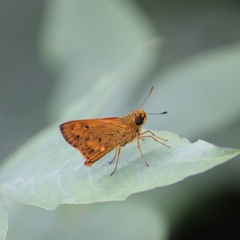 Oriens goloides