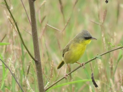 Geothlypis poliocephala