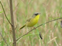 Geothlypis poliocephala